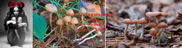 шишки Нефтегорск
